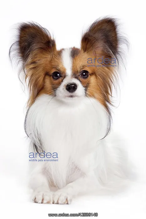 : Dog - Papillon : Dog - Papillon