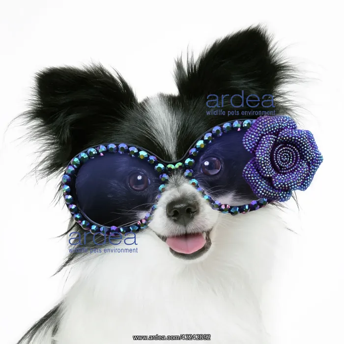  : Dog. DOG. Papillon