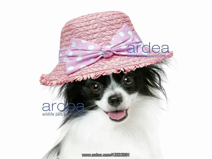 : DOG. Papillon : DOG. Papillon