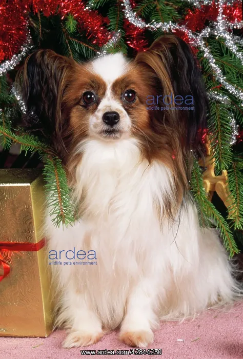 : DOG - Papillon under Christmas tree : DOG - Papillon under Christmas tree