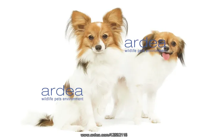 : Dog - Papillon & Continental Toy Spaniel / Phalene : Dog - Papillon & Continental Toy Spaniel / Phalene