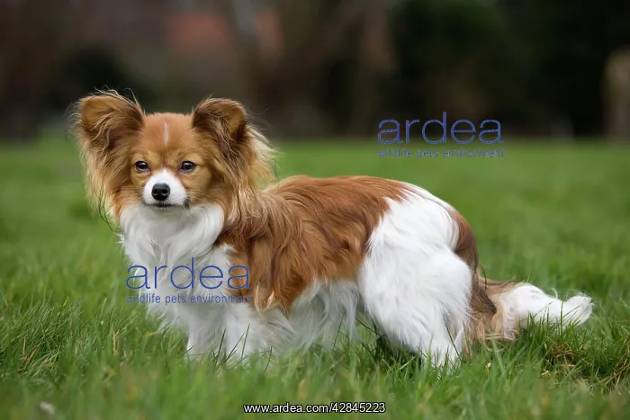 : Dog - Papillon Dog : Dog - Papillon Dog