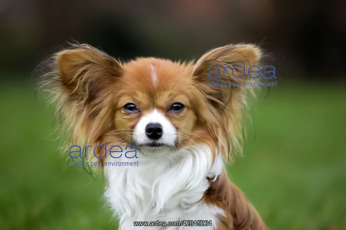 : Dog - Papillon Dog : Dog - Papillon Dog