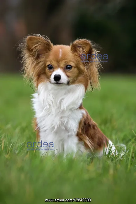 : Dog - Papillon Dog sitting down in garden : Dog - Papillon Dog sitting down in garden