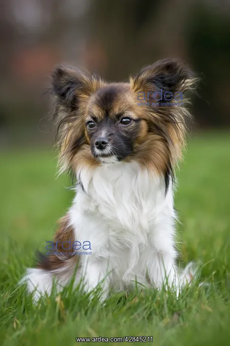 : Dog - Papillon Dog sitting down in garden : Dog - Papillon Dog sitting down in garden