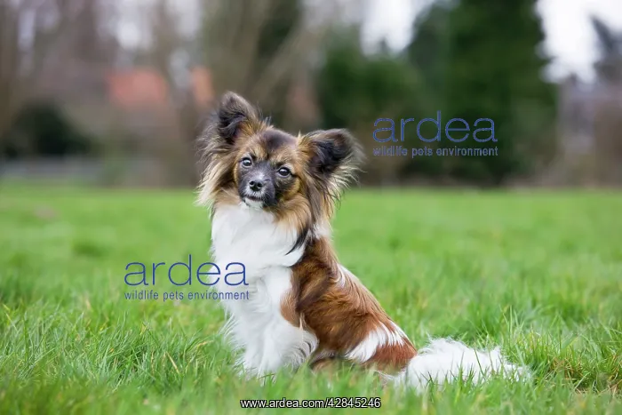 : Dog - Papillon Dog sitting down in garden : Dog - Papillon Dog sitting down in garden