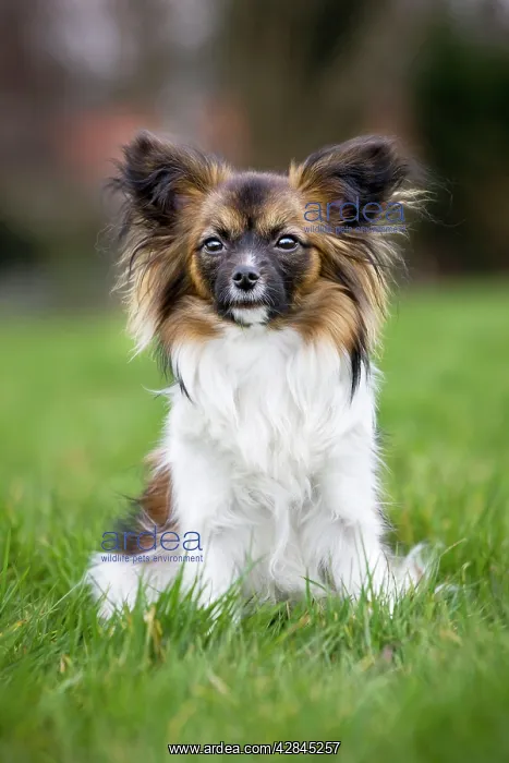 : Dog - Papillon Dog sitting down in garden : Dog - Papillon Dog sitting down in garden