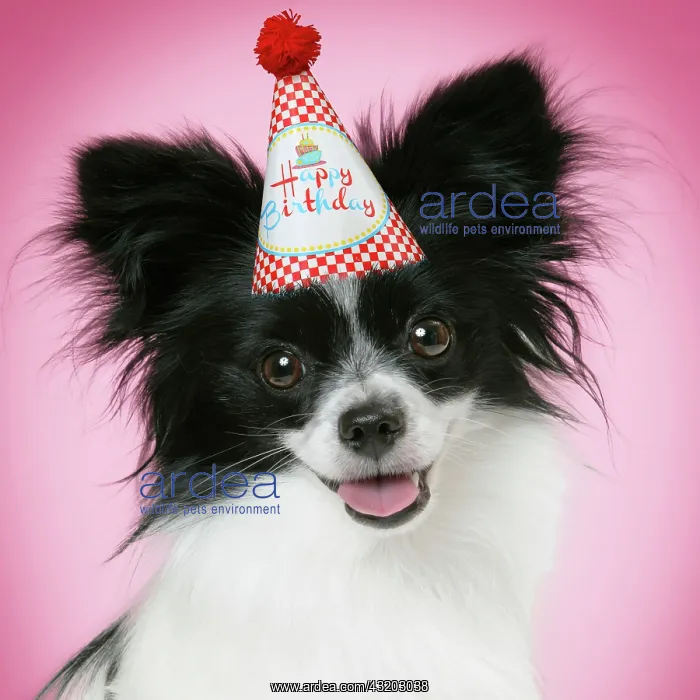 : DOG. Papillon dog wearing a Happy Birthday hat : DOG. Papillon dog wearing a Happy Birthday hat
