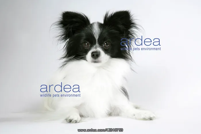 : DOG. Papillon lying down : DOG. Papillon lying down