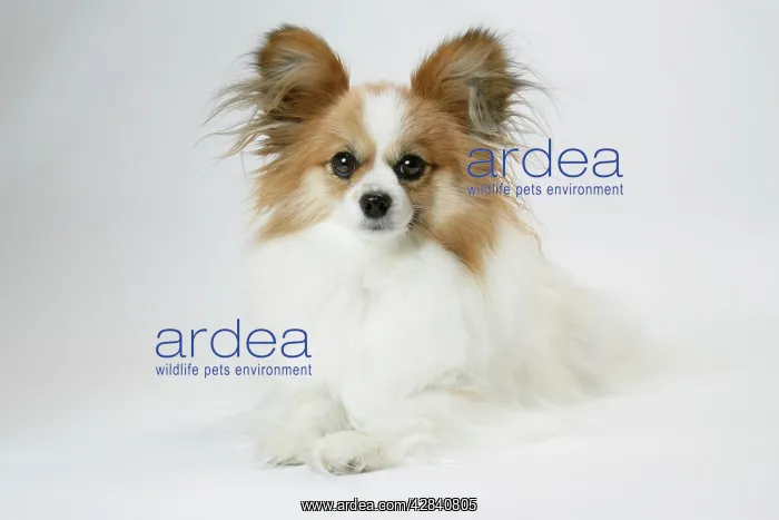 : DOG. Papillon lying down : DOG. Papillon lying down