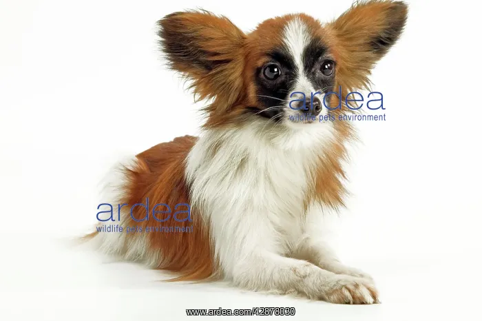 : Dog - Papillon, lying down : Dog - Papillon, lying down