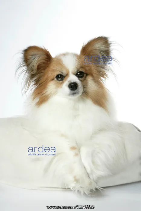  : DOG. Papillon lying on cushion