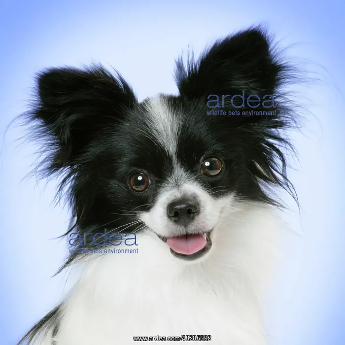  : DOG. Papillon portrait smiling