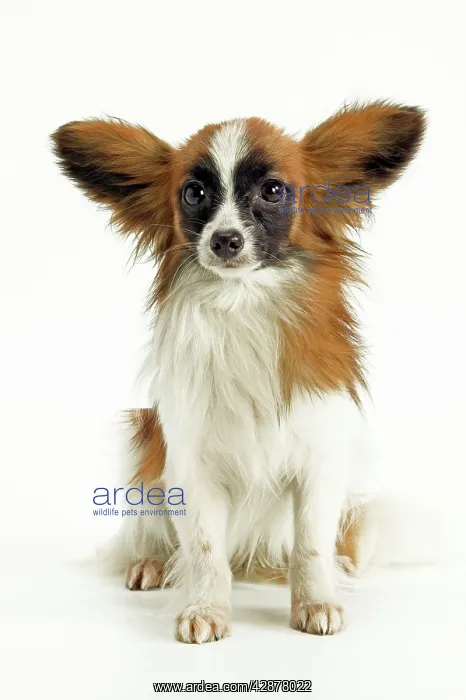 : Dog - Papillon, sitting : Dog - Papillon, sitting
