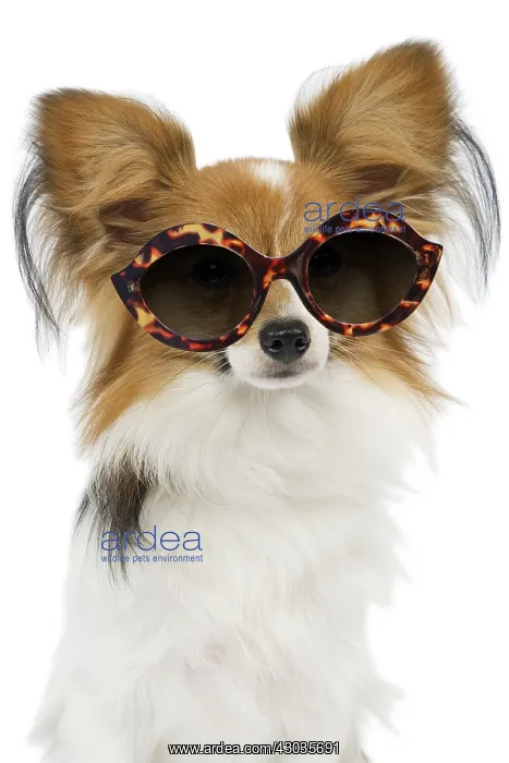 : Dog - Papillon in sunglasses : Dog - Papillon in sunglasses