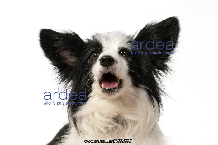 : DOG. Papillon X, head shot, with mouth open : DOG. Papillon X, head shot, with mouth open