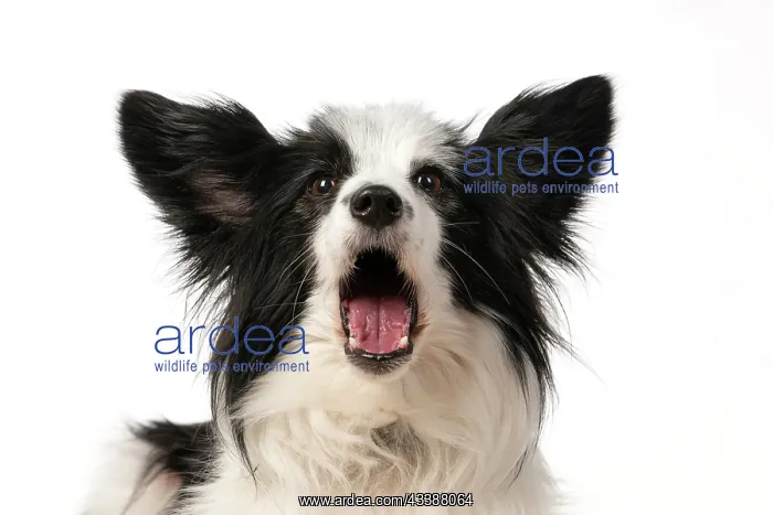 : DOG. Papillon X, head shot, with mouth open : DOG. Papillon X, head shot, with mouth open
