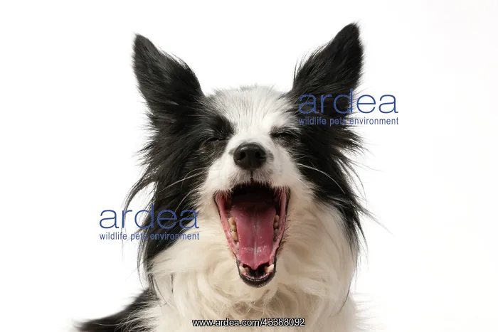: DOG. Papillon X, head shot, with mouth open : DOG. Papillon X, head shot, with mouth open