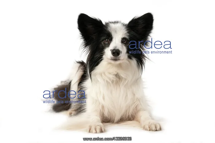  : DOG. Papillon X, laying down, looking at camera