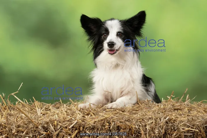 : DOG. Papillon X, with paws on a straw bale : DOG. Papillon X, with paws on a straw bale
