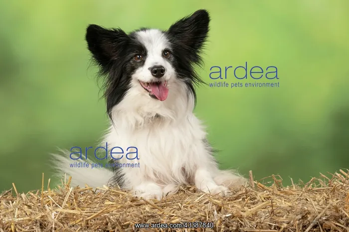 : DOG. Papillon X, with paws on a straw bale : DOG. Papillon X, with paws on a straw bale