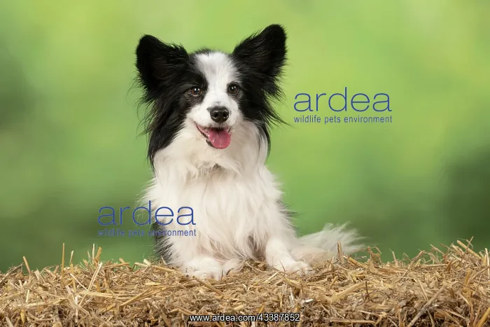 : DOG. Papillon X, with paws on a straw bale : DOG. Papillon X, with paws on a straw bale