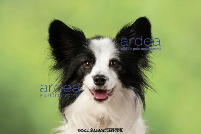 : DOG. Papillon X, portrait head, looking at camera : DOG. Papillon X, portrait head, looking at camera
