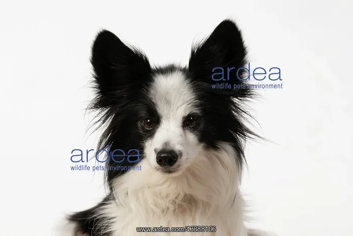 : DOG. Papillon X, portrait, head shot, studio : DOG. Papillon X, portrait, head shot, studio