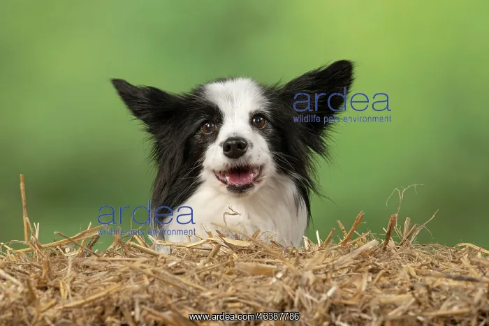 : DOG. Papillon X, portrait head, with straw bale : DOG. Papillon X, portrait head, with straw bale