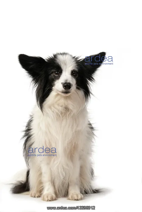 : DOG. Papillon X, sitting looking at camera, cute : DOG. Papillon X, sitting looking at camera, cute