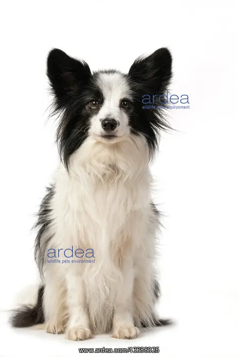 : DOG. Papillon X, sitting looking at camera, cute : DOG. Papillon X, sitting looking at camera, cute