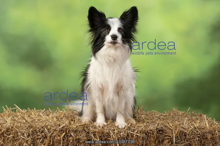 : DOG. Papillon X, sitting on a straw bale : DOG. Papillon X, sitting on a straw bale