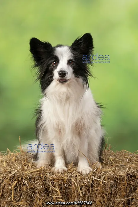  : DOG. Papillon X, sitting on a straw bale