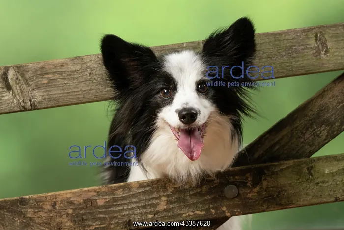 : DOG. Papillon X, standing up looking through a : DOG. Papillon X, standing up looking through a