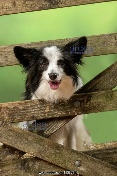 : DOG. Papillon X, standing up looking through a : DOG. Papillon X, standing up looking through a