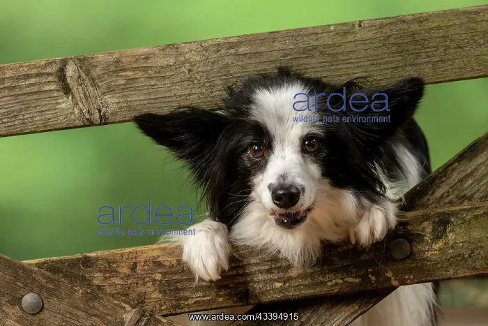 : DOG. Papillon X, standing up looking through a : DOG. Papillon X, standing up looking through a