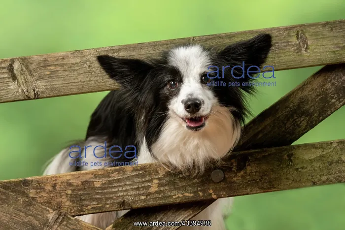  : DOG. Papillon X, standing up looking through a