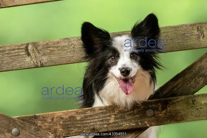  : DOG. Papillon X, standing up looking through a