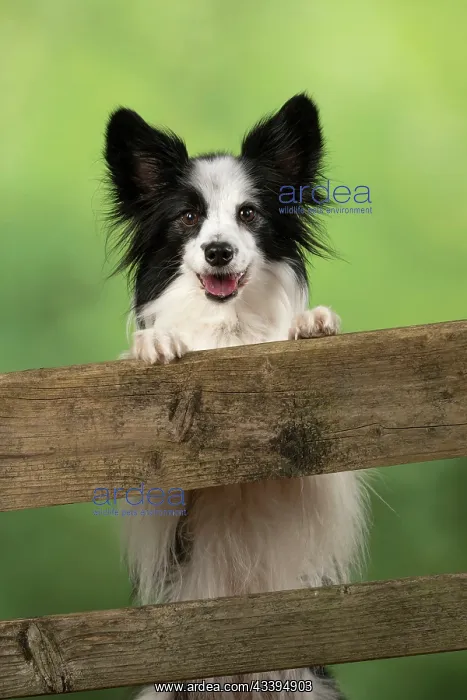 : DOG. Papillon X, standing up looking through a farm gate : DOG. Papillon X, standing up looking through a farm gate