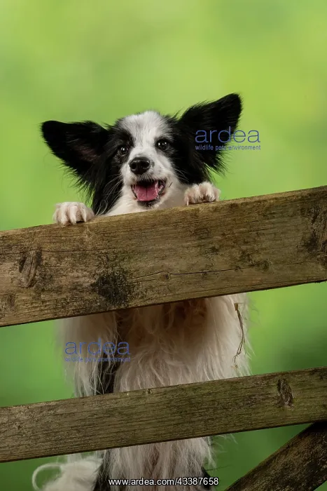 : DOG. Papillon X, standing up looking over a gate : DOG. Papillon X, standing up looking over a gate