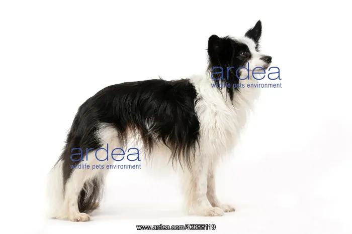 : DOG. Papillon X, standing, side on, , studio : DOG. Papillon X, standing, side on, , studio