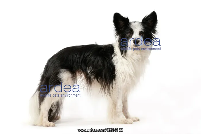 : DOG. Papillon X, standing, side on, , studio : DOG. Papillon X, standing, side on, , studio
