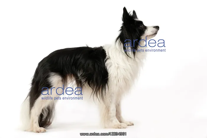 : DOG. Papillon X, standing, side on, , studio : DOG. Papillon X, standing, side on, , studio