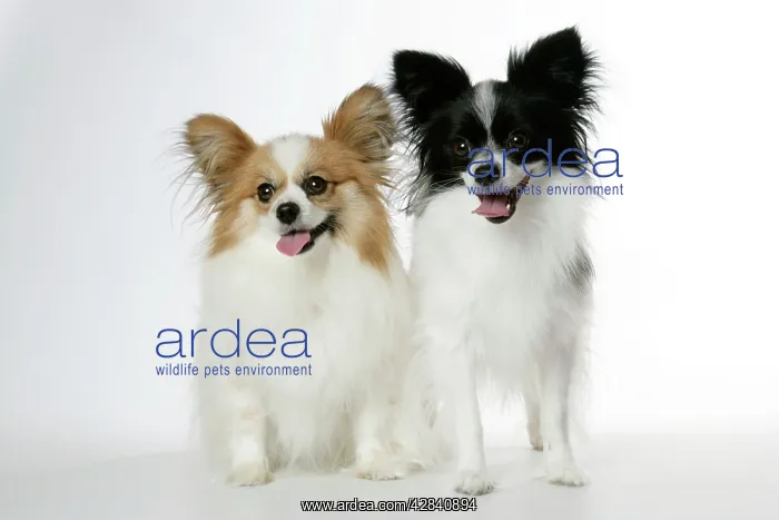 : DOG. Papillons : DOG. Papillons