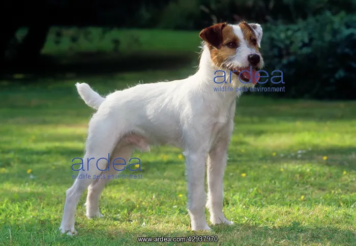  : Dog - Parson Jack Russel Terrier
