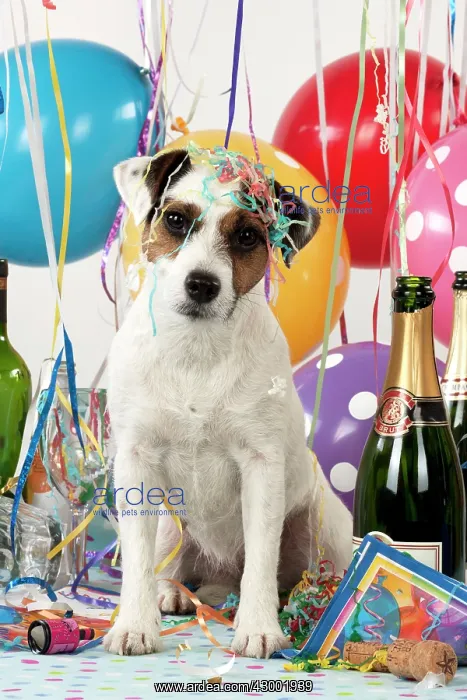 : Dog - Parson Jack Russell : Dog - Parson Jack Russell