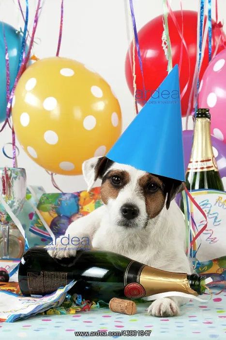 : Dog - Parson Jack Russell : Dog - Parson Jack Russell