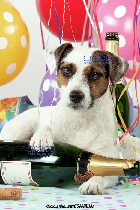 : Dog - Parson Jack Russell : Dog - Parson Jack Russell