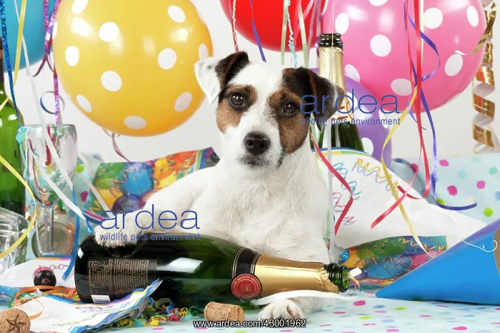 : Dog - Parson Jack Russell : Dog - Parson Jack Russell
