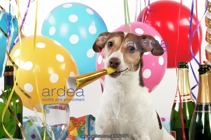 : Dog - Parson Jack Russell : Dog - Parson Jack Russell